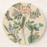 Stages of Butterfly Life by Vision Studio Sandstone Coaster<br><div class="desc">All the stages of butterfly life are depicted in this piece by Vision Studio. Caterpillars,  newly hatched butterflies,  and even a larva pod are shown. If you love nature in general,  or butterflies in particular,  this is the print for you!</div>