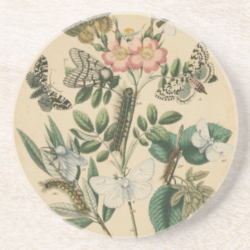 Stages of Butterfly Life by Vision Studio Sandstone Coaster