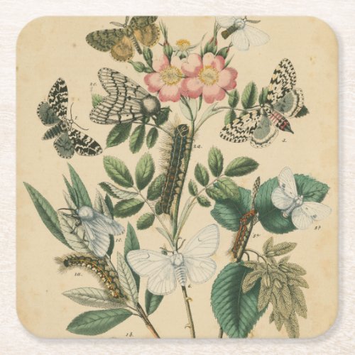 Stages of Butterfly Life by Vision Studio Square Paper Coaster