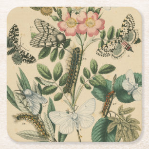 Stages of Butterfly Life by Vision Studio Square Paper Coaster