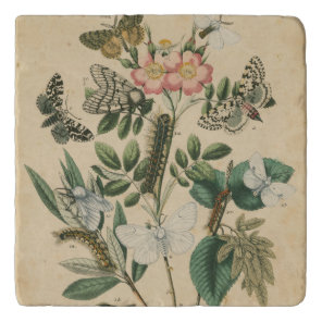 Stages of Butterfly Life by Vision Studio Trivet