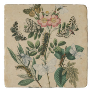 Stages of Butterfly Life by Vision Studio Trivet