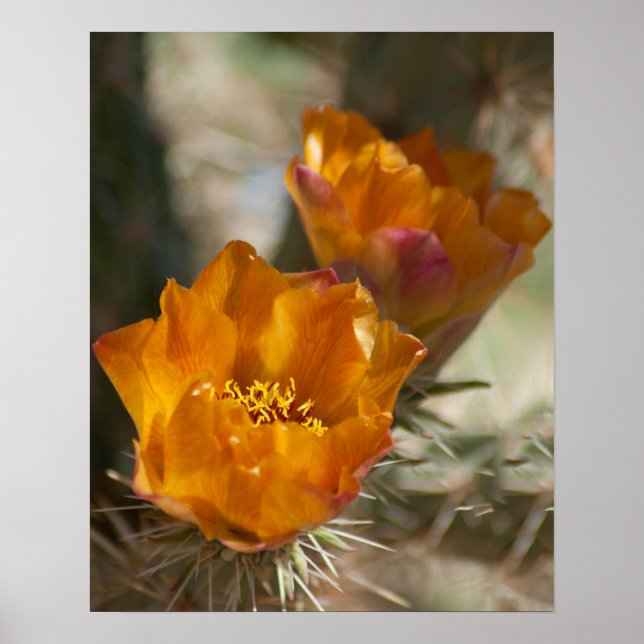 Staghorn Cholla Cactus Blossoms Poster (Front)