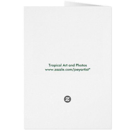 Staghorn Fern (Back)