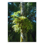 Staghorn Fern (Front)