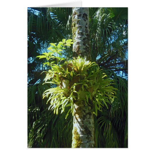 Staghorn Fern Cards (Front)