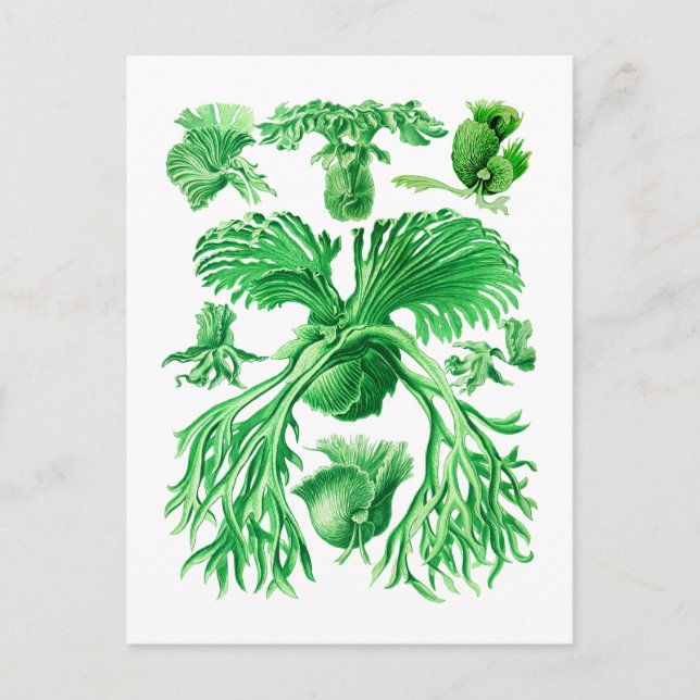 Staghorn Fern Postcard (Front)