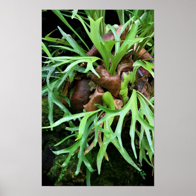 Staghorn Fern Poster (Front)