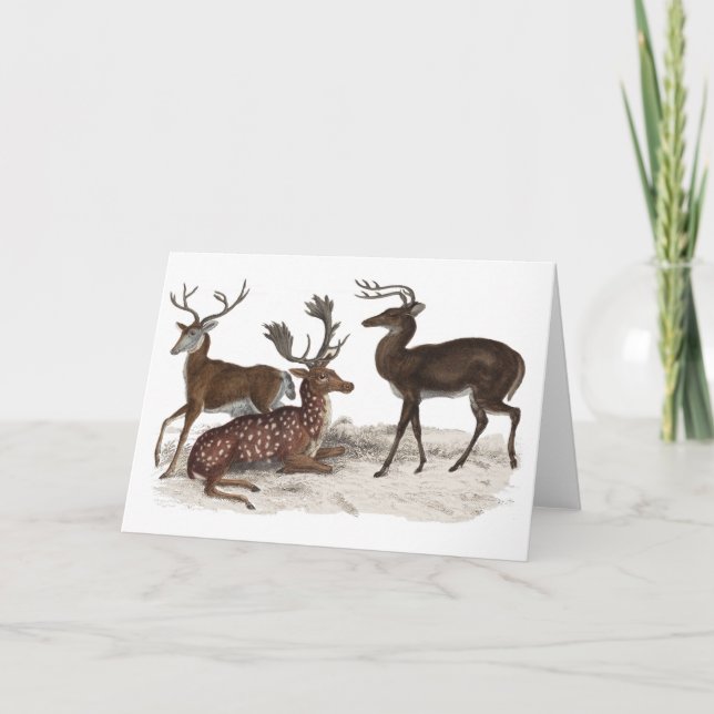 STAGS BLANK CARD (Front)