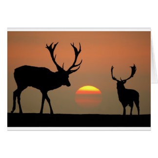 stags sunset.jpg cards