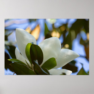 Stained Glass Sky Southern Magnolia Poster Print