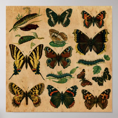 Stained Paper Effect Vintage Butterfly Collection Poster