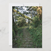 Stairway to the trees (Front)