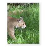 Stalking Bobcat Temporary Tattoos