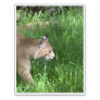 Stalking Bobcat Temporary Tattoos