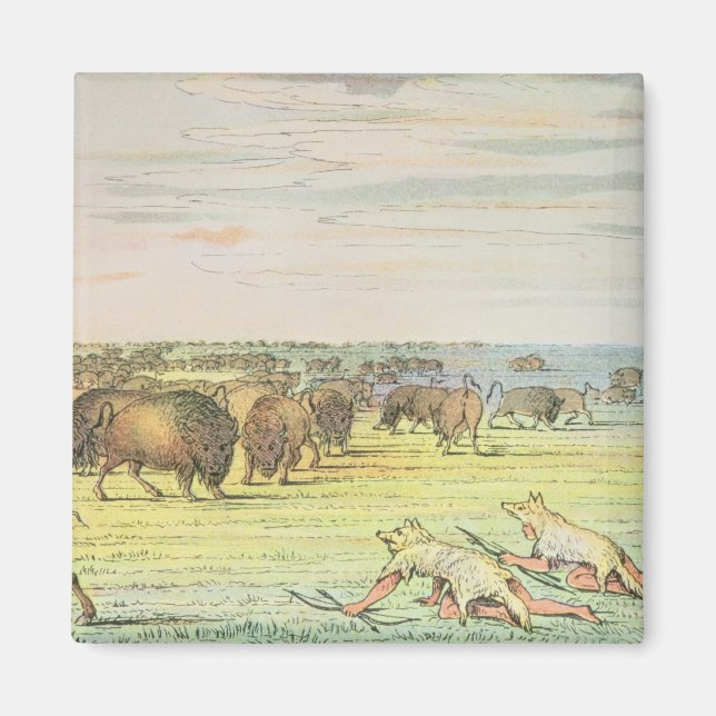 Stalking buffalo magnet (Front)