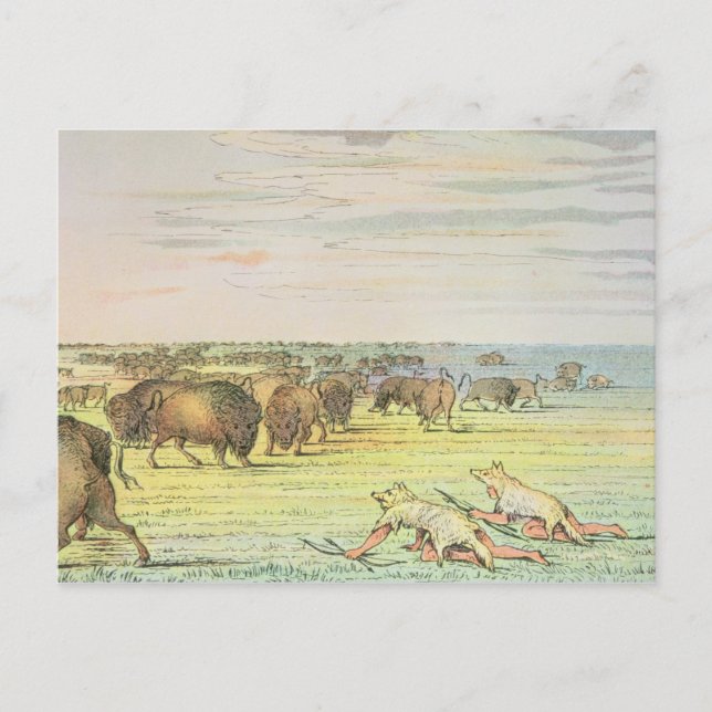 Stalking buffalo postcard (Front)