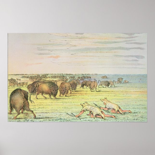 Stalking buffalo poster (Front)