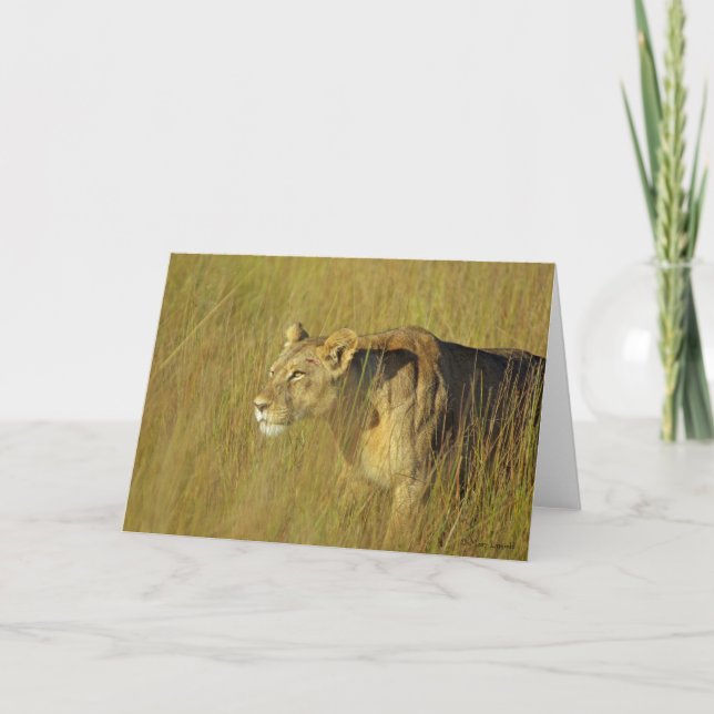 STALKING LIONESS greeting card (Front)