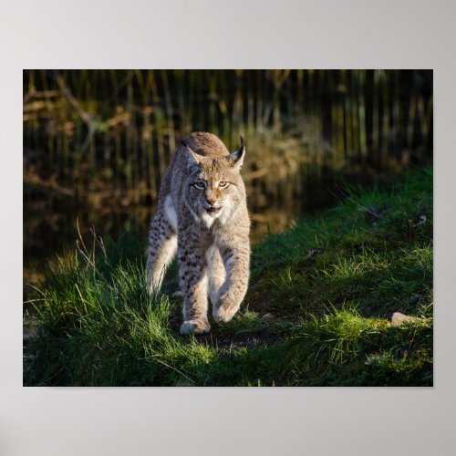 Stalking Lynx Poster