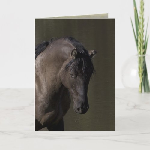 Stallion at the Waterhole Wild Horse Greeting Card