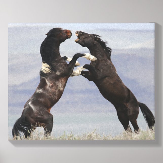 Stallion Battle  Canvas Photo Tile (Front Set)