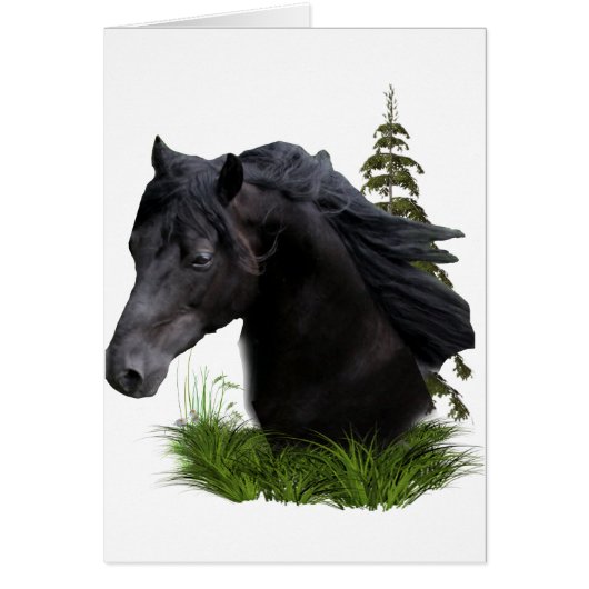 stallion.final cards (Front)