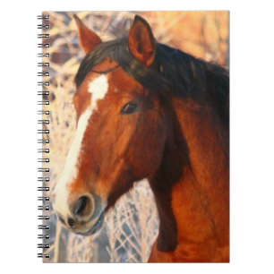Stallion Horse Notebook