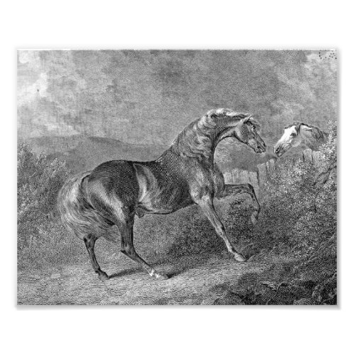 Stallion Horse Vintage Illustration Photo Print