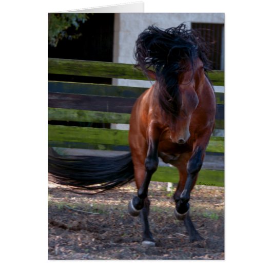 Stallion Play Cards (Front)