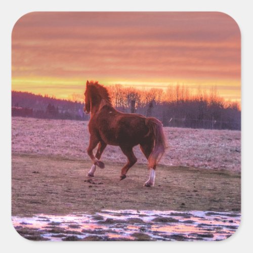 Stallion Running Home at Sunset on Ranch Square Sticker