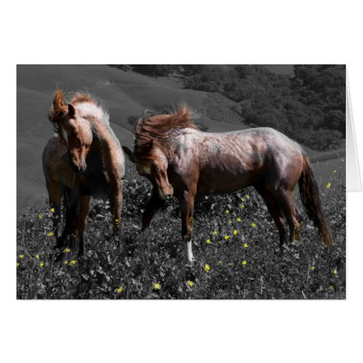 Stallion Spar Cards (Front Horizontal)