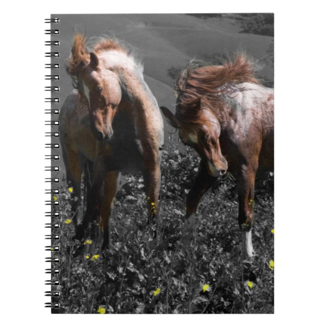 Stallion Spar Notebook (Front)