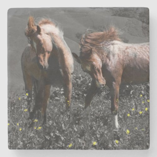 Stallion Spar Stone Coaster