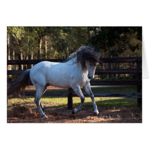 Stallion Strut Cards