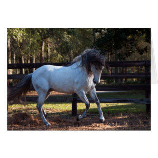 Stallion Strut Cards