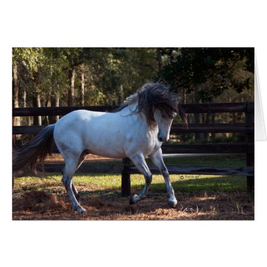 Stallion Strut Cards (Front Horizontal)