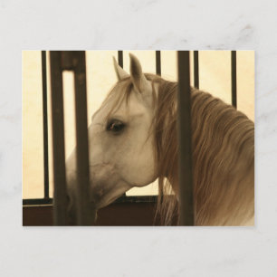 Stallion Watching Postcard
