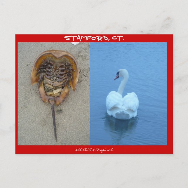 Stamford, CT Postcard (Front)