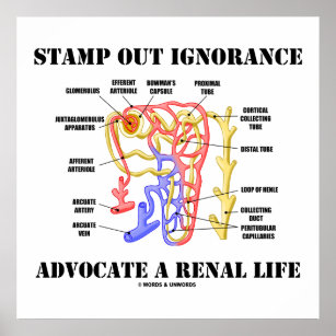 Renal System: Urine Formation  ditki medical & biological sciences