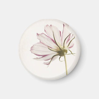 "Stand in the Light" Magnet