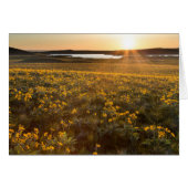 Stand Of Arrowleaf Balsamroot Wildflowers (Front Horizontal)