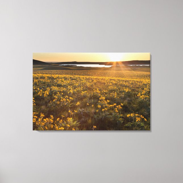 Stand Of Arrowleaf Balsamroot Wildflowers Canvas Print (Front)