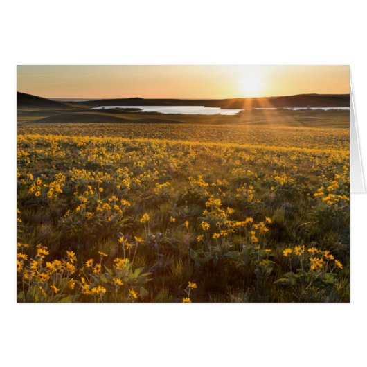 Stand Of Arrowleaf Balsamroot Wildflowers Cards (Front Horizontal)