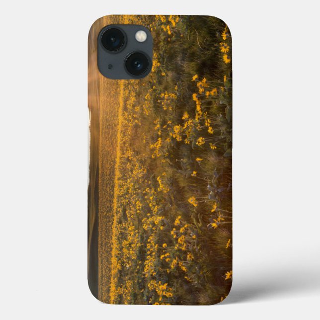 Stand Of Arrowleaf Balsamroot Wildflowers Case-Mate iPhone Case (Back)