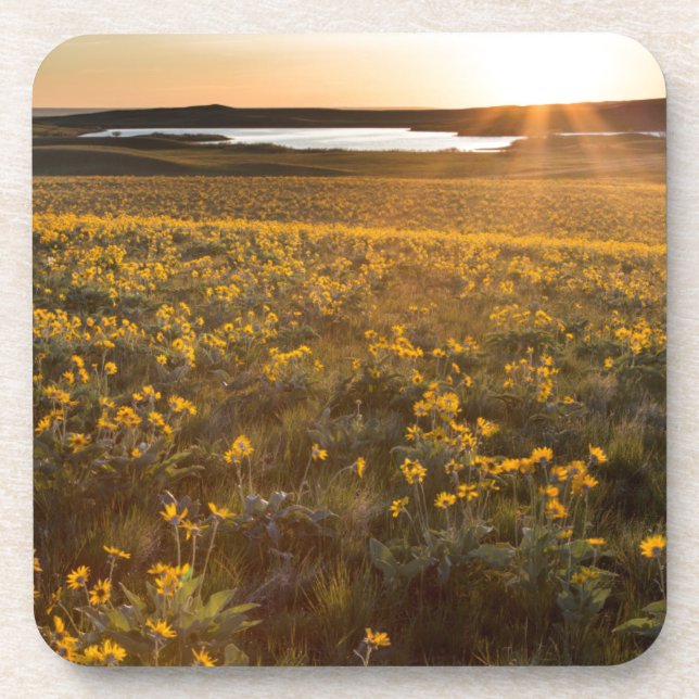 Stand Of Arrowleaf Balsamroot Wildflowers Coaster (Front)