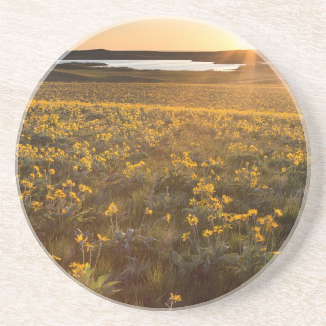 Stand Of Arrowleaf Balsamroot Wildflowers Drink Coaster (Front)