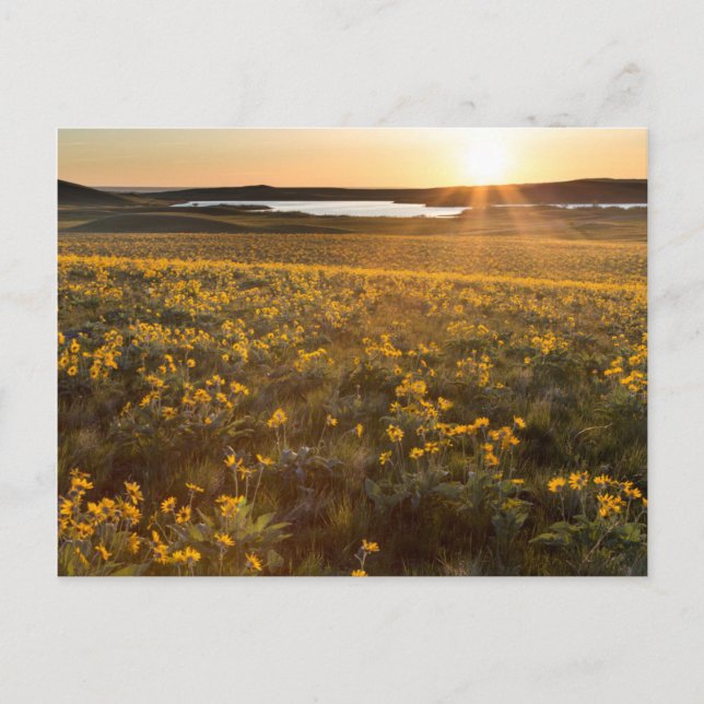 Stand Of Arrowleaf Balsamroot Wildflowers Postcard (Front)