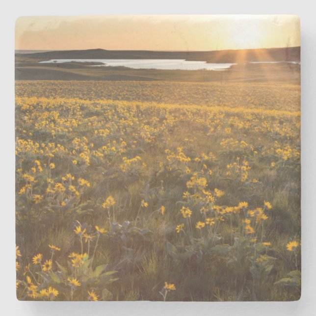 Stand Of Arrowleaf Balsamroot Wildflowers Stone Coaster (Front)