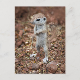 Stand Up and Be Noticed-Customize it! Postcard